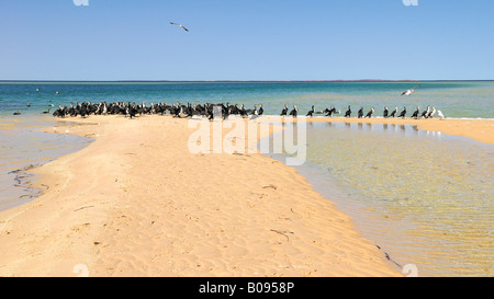 Cormorant colony (Phalacrocorax) on the beach, Monkey Mia, Shark Bay, Western Australia, Australia Stock Photo