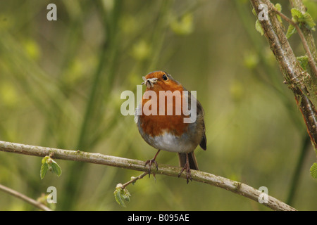 male robin sat on branch with a fly in his mouth Erithacus rubecula Stock Photo