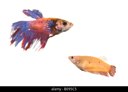 Siamese Fighting Fish (Betta splendens), male (left) and female (right) Stock Photo