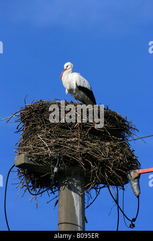 White Stork nests on poles at Los Barruecos Natural Monument ...