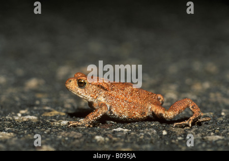 Young Common Toad (Bufo bufo) crossing a paved road Stock Photo