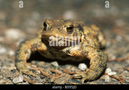 Common Toad (Bufo bufo), Germany, Europe Stock Photo