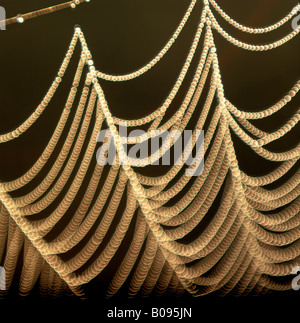 Spiderweb covered in dew, dewdrops Stock Photo