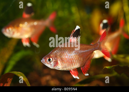 Flag - or Ornate Tetra or White Fin (Hyphessobrycon ornatus, Hyphessobrycon rosaceus), warm water, freshwater aquarium Stock Photo