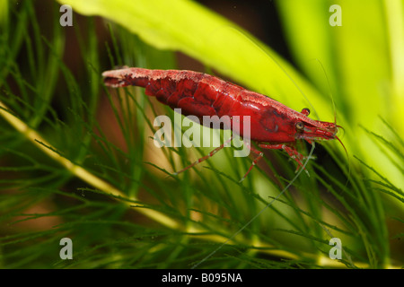 Red Cherry Shrimp (Neocaridina denticulata sinensis var. red) in a freshwater aquarium Stock Photo