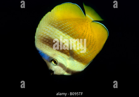Sunburst - or Klein's Butterflyfish (Chaetodon kleinii) Stock Photo