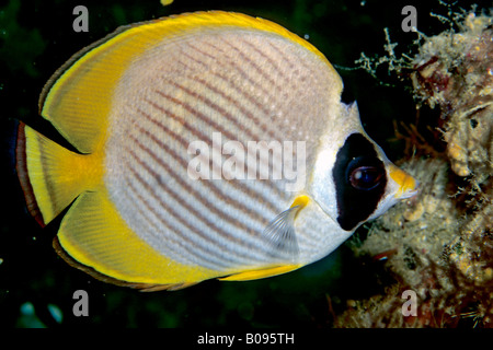 Philippine - or Panda Butterflyfish (Chaetodon adiergastos), Philippines, Asia Stock Photo