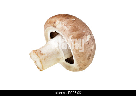 Button - or Cultivated Mushroom (Agaricus bisporus), cutout Stock Photo