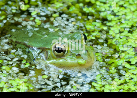 Edible Frog (Rana esculenta) peeking its head out of the water, Filz, Woergl, Tirol, Austria Stock Photo