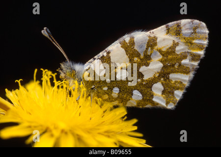 Orange Tip butterfly (Anthocaris cardamines) perched on a blossom, Schwaz, Tyrol, Austria, Europe Stock Photo