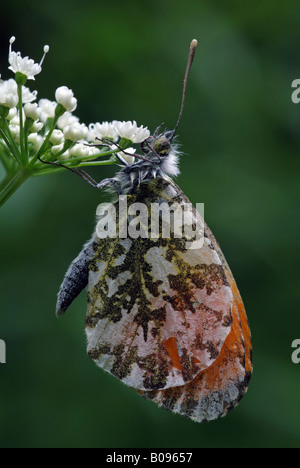 Orange Tip butterfly (Anthocaris cardamines), Vomper-Loch, Karwendel, Tyrol, Austria, Europe Stock Photo