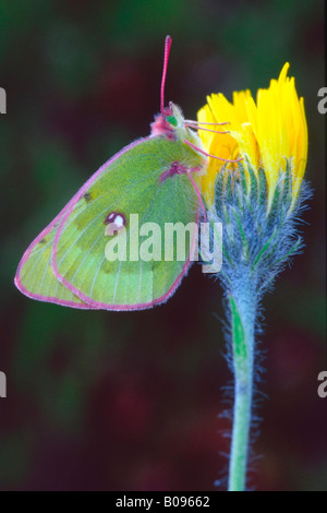 Berger's Clouded Yellow butterfly (Colias australis) perched on a blossom, Pochorner Wiesen, Hohe Tauern National Park, Carinth Stock Photo