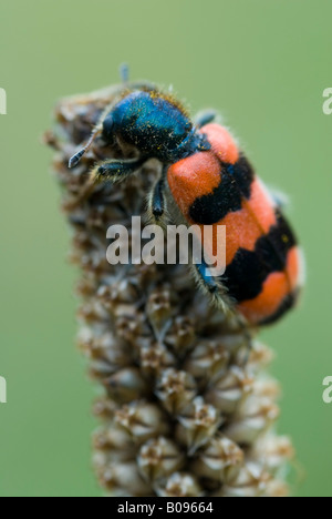 Checkered Bee Beetle (Trichodes apiarius), Gertrude Messner's herb garden, Brandenberg, Tyrol, Austria, Europe Stock Photo