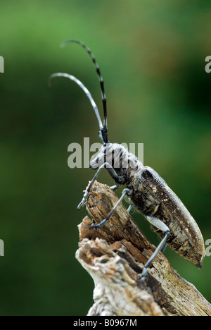 Capricorn beetle (Cerambyx scopolii), Schwaz, Tyrol, Austria, Europe Stock Photo