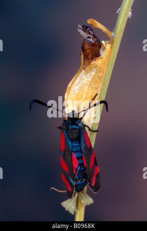 Six-spot Burnet Moth (Zygaena filipendulae), Tyrol, Austria, Germany Stock Photo