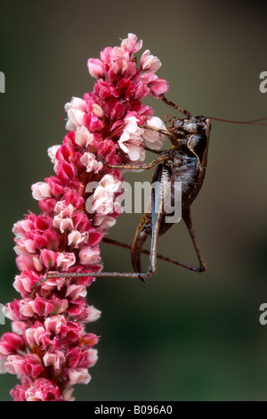 Dark Bush Cricket (Pholidoptera griseoaptera) perched on a blossom, Tirol, Austria Stock Photo