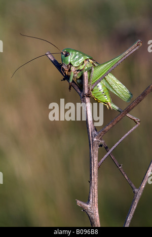 Great Green Bush-cricket or Katydid (Tettigonia viridissima), Feldthurns, Bolzano-Bozen, Italy Stock Photo