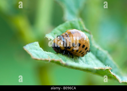 Colorado Potato Beetle, Ten-striped Spearman or Ten-lined Potato Beetle larva (Leptinotarsa decemlineata), Schwaz, Tirol, Austr Stock Photo