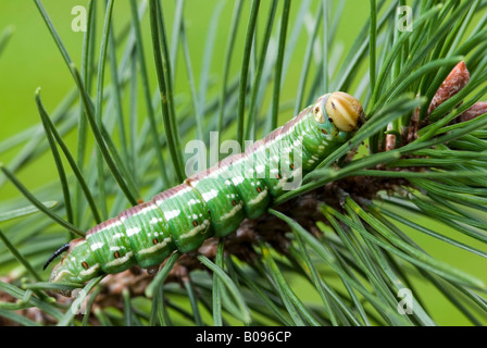 Pine Hawk-moth caterpillar (Hyloicus pinastri), Schwaz, North Tirol, Austria Stock Photo