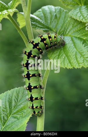 Emperor Moth caterpillar (Saturnia pavonia), Schwaz, Tirol, Austria Stock Photo