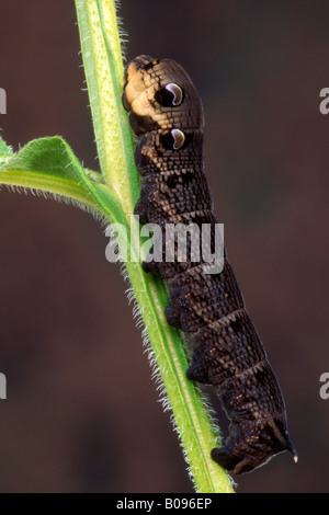 Elephant Hawk-moth caterpillar (Deilephila elpenor), North Tirol, Austria Stock Photo