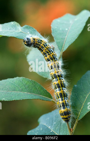 Buff-tip Moth caterpillar (Phalera bucephala), Schwaz, Tirol, Austria Stock Photo