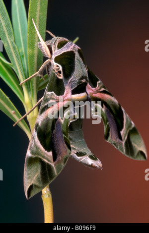 Oleander Hawk-moth (Daphnis nerii), Bolzano-Bozen, Italy Stock Photo