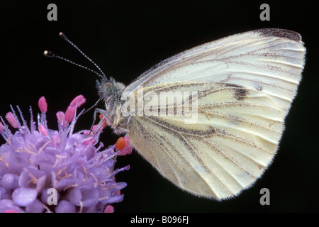 Green-veined White butterfly (Pieris napi) perched on a blossom, Tirol, Austria Stock Photo