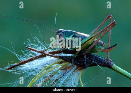 Roesel's Bush-cricket (Metrioptera roeseli) perched on a blossom, Tirol, Austria Stock Photo