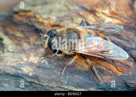 Dronefly or Drone Fly (Eristalis tenax), Val Martello, Stelvio National Park, northeastern Italy Stock Photo