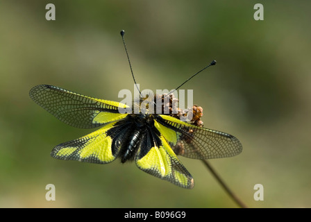 Owlfly (Libelloides coccajus), Feldthurns, Bolzano-Bozen, Italy Stock Photo