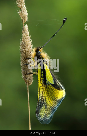 Owlfly (Libelloides coccajus), Feldthurns, Bolzano-Bozen, Italy Stock Photo