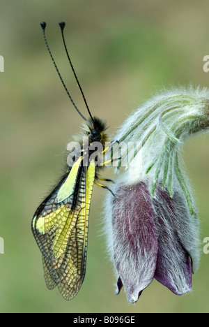 Owlfly (Libelloides coccajus) perched in a flower, Feldthurns, Bolzano-Bozen, Italy Stock Photo