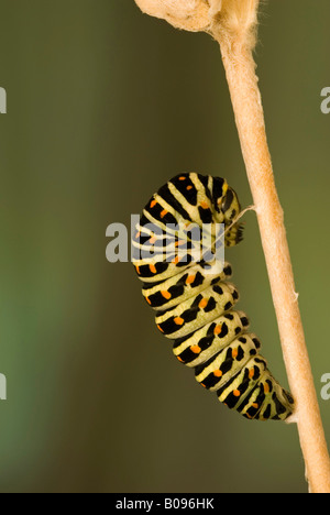 Old World Swallowtail or Common Yellow Swallowtail caterpillar (Papilio machaon), Schwaz, Tirol, Austria Stock Photo