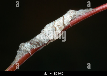 Pale Tussock Moth larva (Dasychira pudibunda), North Tirol, Austria Stock Photo