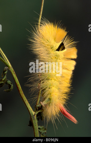 Pale Tussock Moth caterpillar (Dasychira pudibunda), North Tirol, Austria Stock Photo