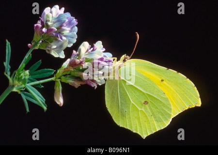 Brimstone Butterfly (Gonepteryx rhamni), Tirol, Austria Stock Photo