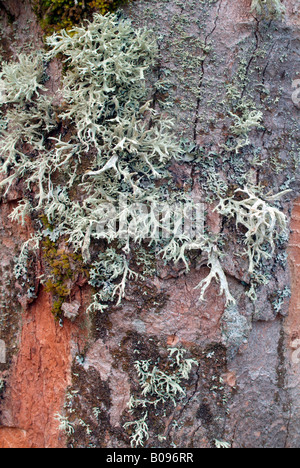 Oak Moss, Oakmoss (Evernia prunastri), Grosser Ahornboden, Karwendel Range, Tirol, Austria Stock Photo