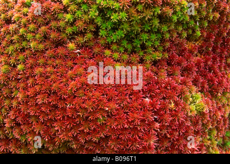 Magellan's Peatmoss or Midway Peat Moss, (Sphagnum magellanicum), Risstal, Tirol, Austria Stock Photo
