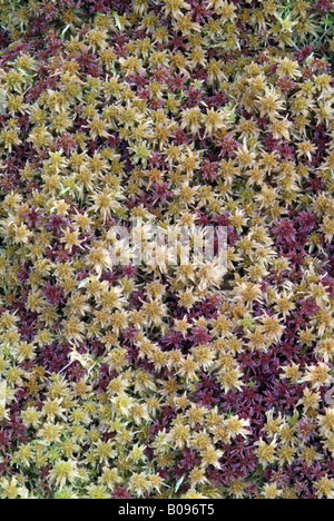 Magellan's Peatmoss or Midway Peat Moss, (Sphagnum magellanicum), Kleiner Gamsstein, Pillberg, Tirol, Austria Stock Photo