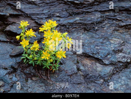 Yellow Mountain Saxifrage (Saxifraga aizoides), Hohe Tauern National Park, Carnithia, Austria, Europe Stock Photo