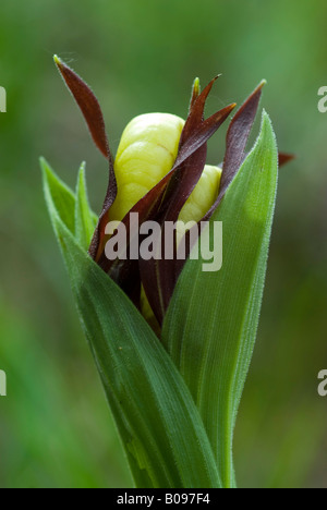 Lady's Slipper Orchid (Cypripedium calceolus), Martinau, Lechtal, Tyrol, Austria, Europe