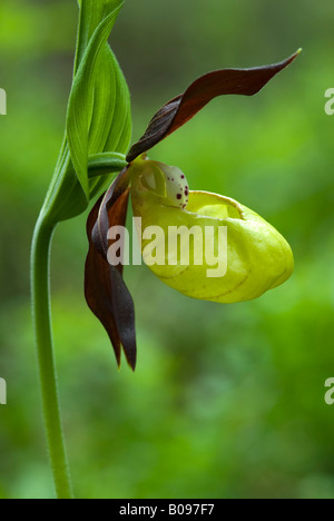 Lady's Slipper Orchid (Cypripedium calceolus), Martinau, Lechtal, Tyrol, Austria, Europe