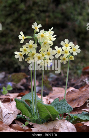Cowslip (Primula veris), Tiefenbachklamm, Kramsach, Tyrol Austria, Europe Stock Photo