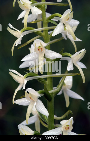 Lesser Butterfly-orchid (Platanthera bifolia), Terfner Forchat, Tyrol, Austria, Europe Stock Photo