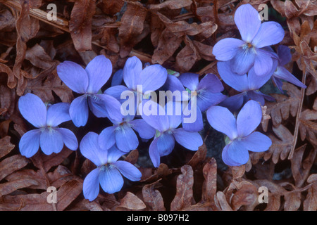 English - or Common Violets (Viola odorata), Tyrol, Austria, Europe Stock Photo