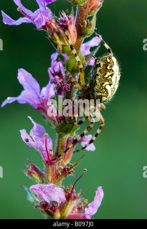 Oak Spider (Aculepeira ceropegia) perched on a flower, Filz, Woergl, Tyrol, Austria Stock Photo