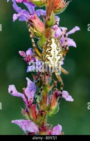 Oak Spider (Aculepeira ceropegia) perched on a flower, Filz, Woergl, Tyrol, Austria Stock Photo