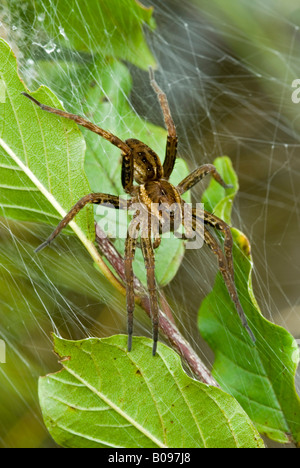 Raft Spider (Dolomedes fimbriatus), Lake Riedenersee, Lechtal, Tyrol, Austria, Europe Stock Photo