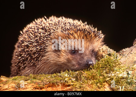 European Hedgehog (Erinaceus europaeus), Schwaz, Tyrol, Austria, Europe Stock Photo